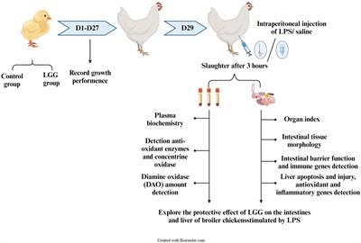 その他 ttw Targeting galectins in T cell-based immunotherapy within